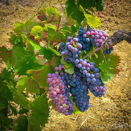 Amador Harvest Grapes VII