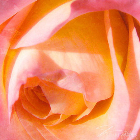 Painted Rose in Yellow & Pink