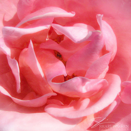 Painted Rose in Light Pink