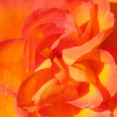 Painted Rose in Orange