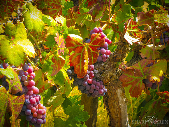 Amador Harvest Grapes XV