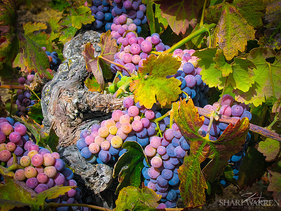 Amador Harvest Grapes I