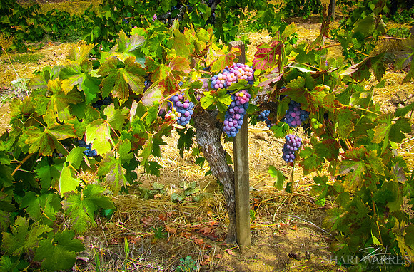 Amador Grapevines IV