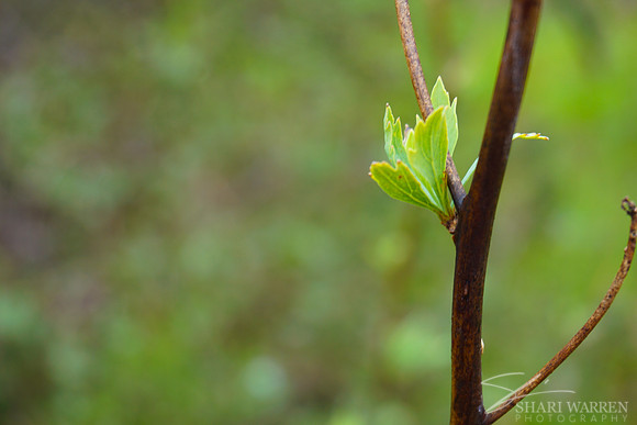 New Leaf Buds III