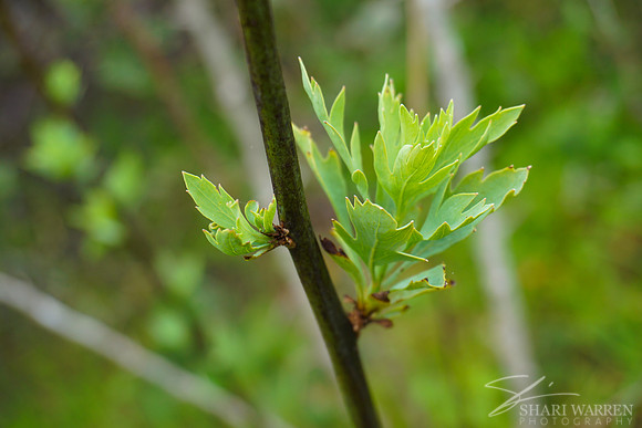 New Leaf Buds II