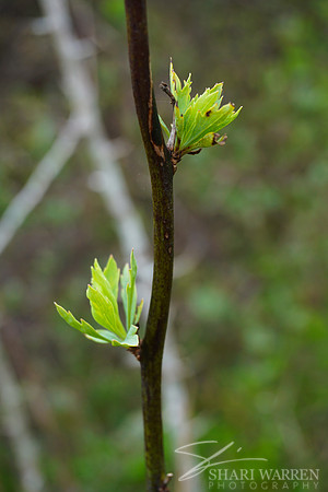 New Leaf Buds I