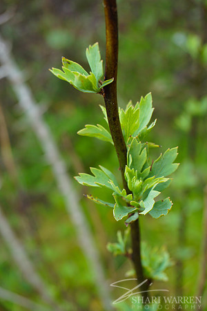 New Leaf Buds IV