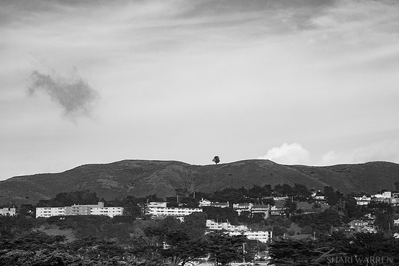 Pacifica Lonely Tree