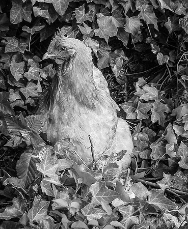 Chicken in Ivy