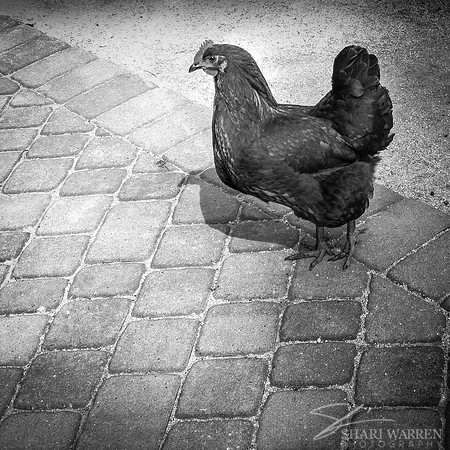 Black Chicken on Pavers I