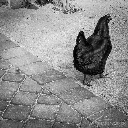 Black Chicken on Pavers II