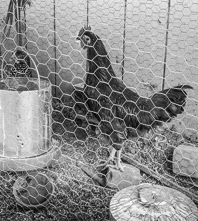 Chicken Wire