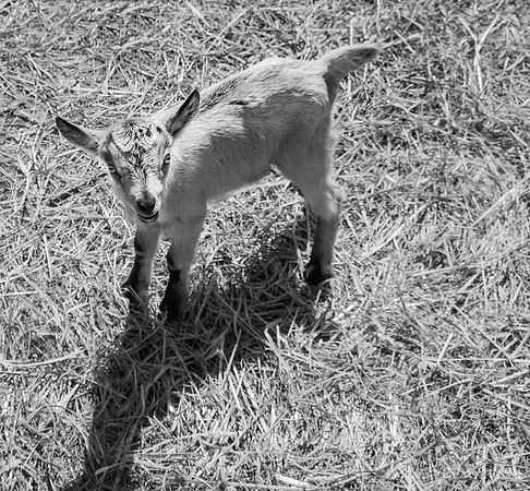 Baby Goat the Kid