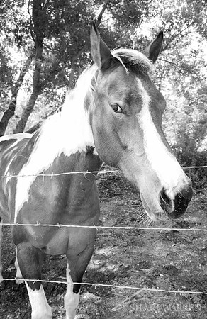 Horse Hello