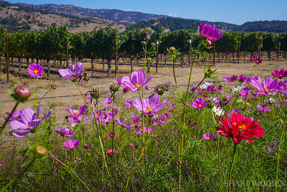 Napa Wildflowers IV