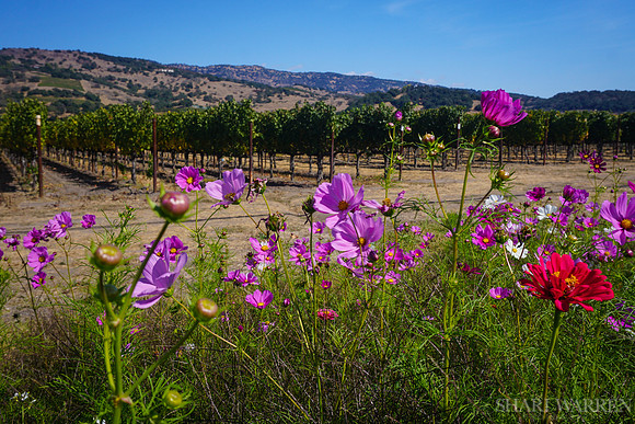 Napa Wildflowers III