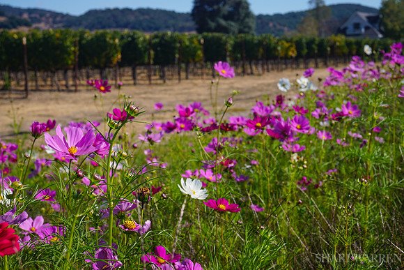Napa Wildflowers II
