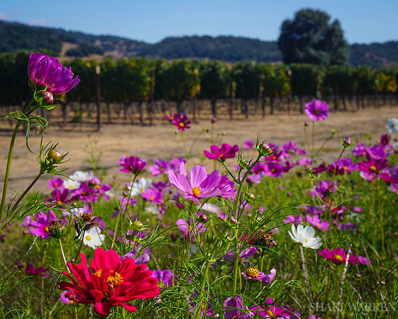 Napa Wildflowers I