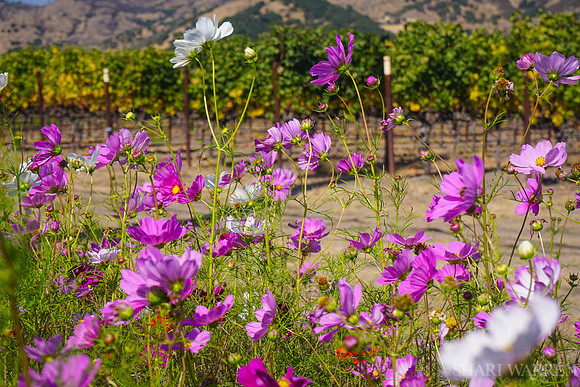 Napa Wildflowers XII