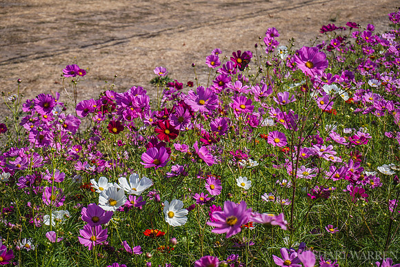 Napa Wildflowers XI