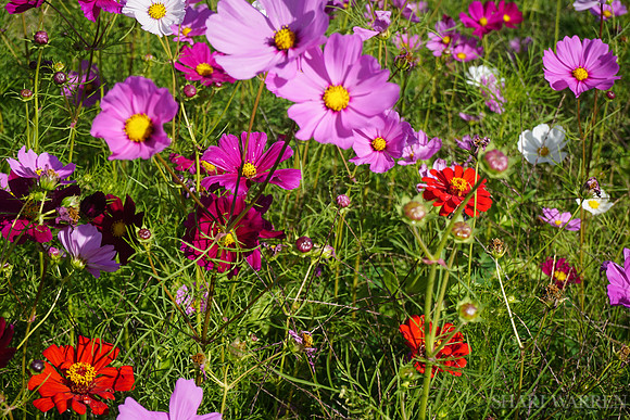 Napa Wildflowers VI
