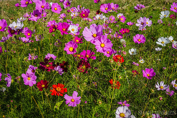 Napa Wildflowers V