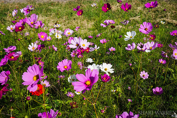 Napa Wildflowers X