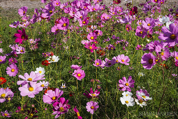 Napa Wildflowers VIX