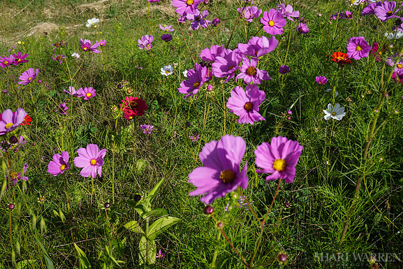 Napa Wildflowers VIII