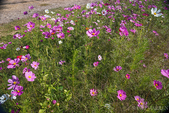 Napa Wildflowers VII