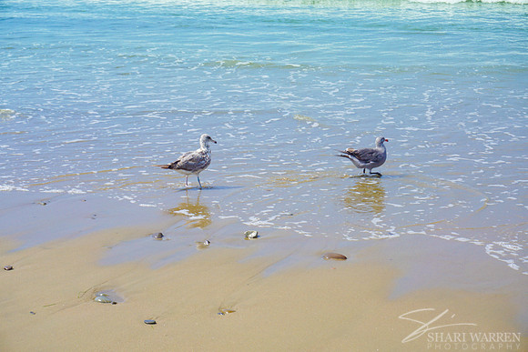 Ventura Beach Seagulls IV