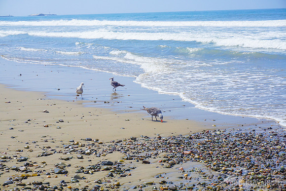 Ventura Beach Seagulls I