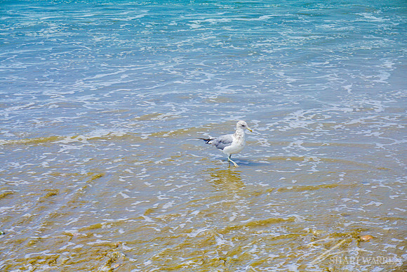 Ventura Beach Seagulls V