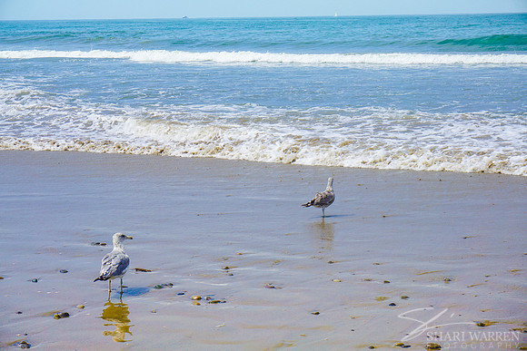 Ventura Beach Seagulls III