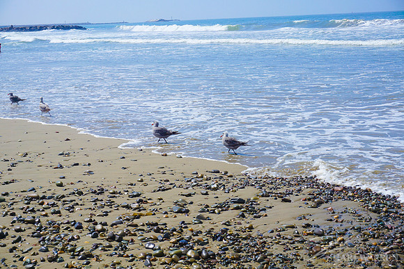 Ventura Beach Seagulls II