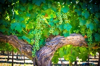 Paso Robles Vineyards