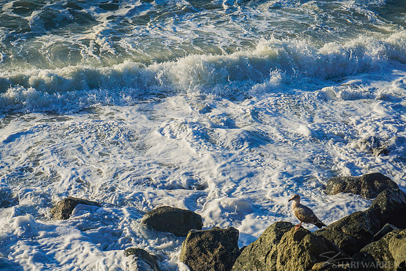 Beach Seagulls III