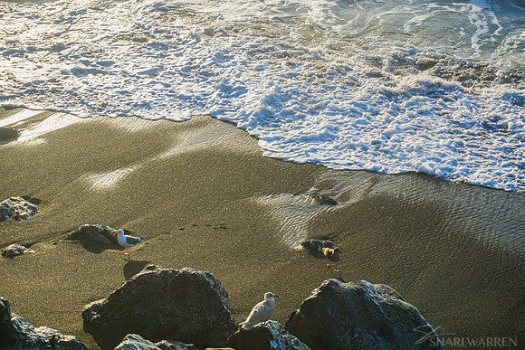 Beach Seagulls VI