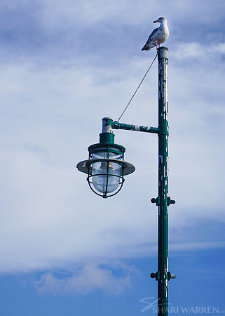 Seagull Lookout I