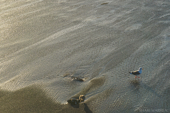 Beach Seagulls V
