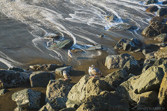 Beach Seagulls I