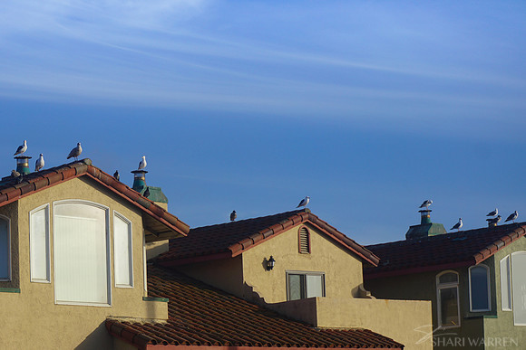Seagulls Patrol I