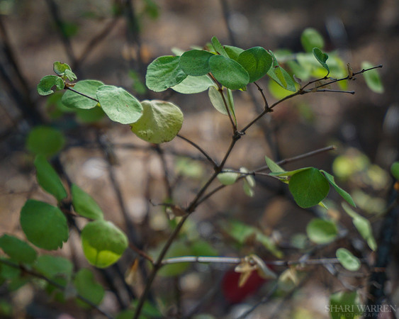 Green Leaves Detail