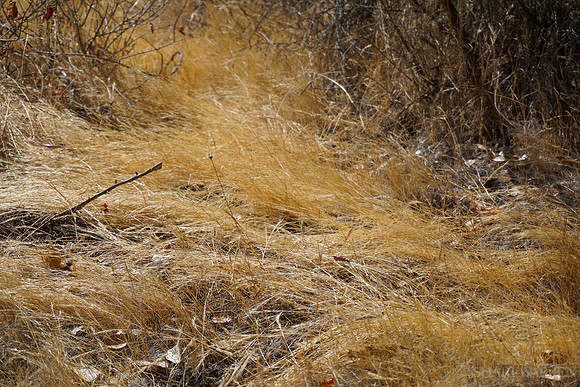 Golden Dry Brush Waves I