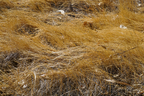 Golden Dry Brush Waves II