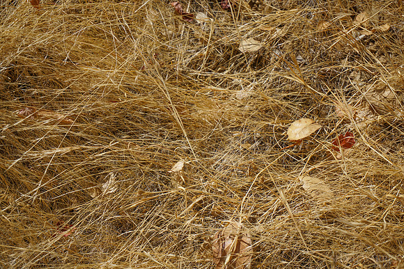 Golden Dry Brush Detail