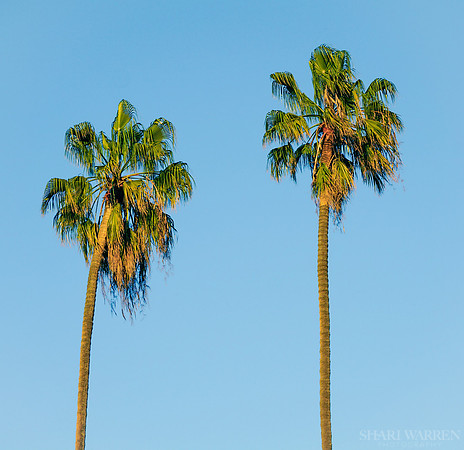 Palm Tree Sisters II