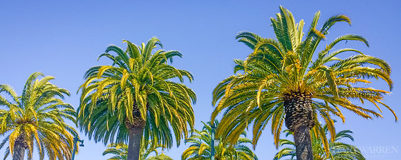 Sky Palms II