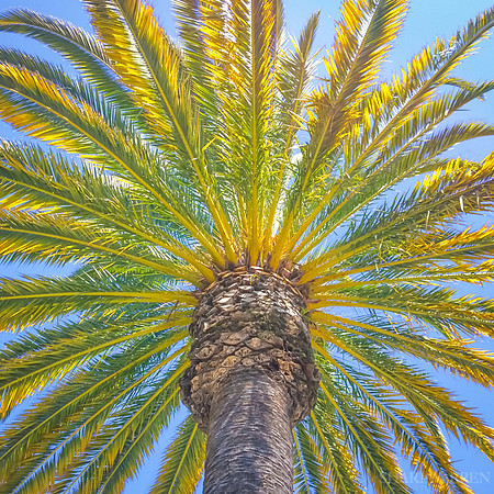 Sunny Palm Tree II