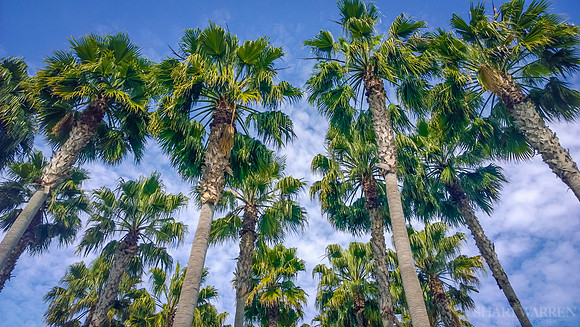 Palm Trees on Clouds III